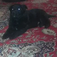 سگ بلک|سگ|کرمانشاه, |دیوار