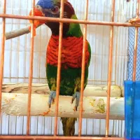 *پرنده سـرای کاکـادو*|پرنده|سنندج, |دیوار