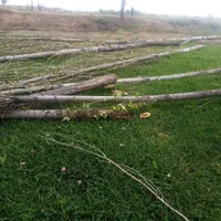 هرس کردن درختان وخرید چوب درهمه مکان|خدمات باغبانی و درختکاری|اردبیل, |دیوار