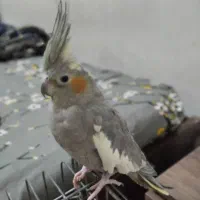 عروس هلندی ماده|پرنده|اندیمشک, |دیوار