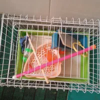 دو عدد قفس خرگوش و قناری