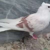 ماده نواتی سرخ ماده شونی ماده یکت|پرنده|سیلاخور, |دیوار