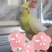 دو عدد عروس هلندی