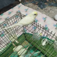 مرغ عشق زیباوخاص|پرنده|شاهین‌شهر, شهرک ردانی پور|دیوار