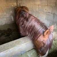 فروش اسب نر