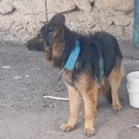 سگ ژرمن شیپر