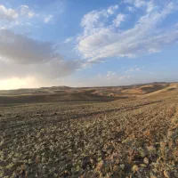 800 کیلو نخود قرمز