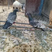 کفترچندتا نروماده جفتی آس|پرنده|شیراز, شیخ علی چوپان|دیوار