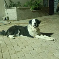 لاس قدرجونی