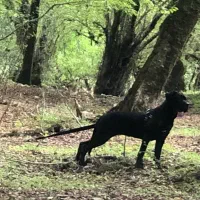 واگذاری کن کورسو ماستیف