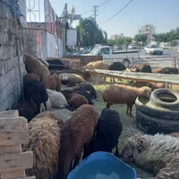 گوسفند  زنده  بره  نذری  عقیقه