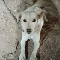 سگ پا کوتاه|سگ|اردکان, |دیوار