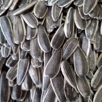 انواع تخمه های ایرانی خارجی