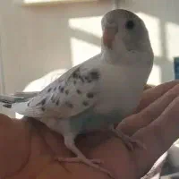 پرنده  عشق