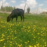 فروش گاو شکم اول با گوساله