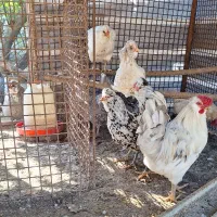 فروش تخم مرغ و مرغ گلین لری|حیوانات مزرعه|گرگان, |دیوار