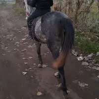 مادیان سواری سال ۷ شکم پرفقیربچه سوار