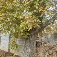 فروش چوب گردو|گل و گیاه طبیعی|سیدان, |دیوار