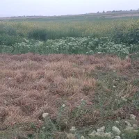 یک قطعه زمین شاهنامه 67