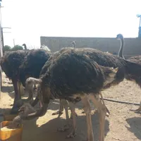شترمرغ نژاد دار یک سال سن|حیوانات مزرعه|مشهد, استاد یوسفی|دیوار
