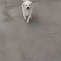 واگذاری اشپیتز