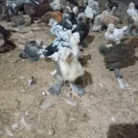 جوجه برهما امپراطور|حیوانات مزرعه|مشگین شهر, |دیوار