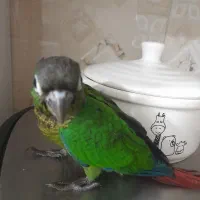 گینچیک سخنگو
