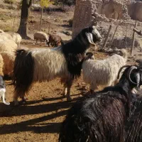 گوسفند|حیوانات مزرعه|جوانرود, |دیوار