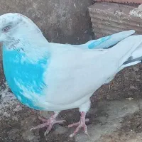 کبوترصیدکردم|حیوانات|اردبیل, |دیوار