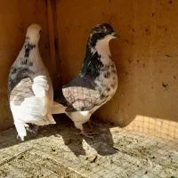 کبوتر معاوضه با سهره|پرنده|تهران, وحیدیه|دیوار