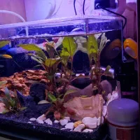 آکواریوم شیشه خم سایز ۳۰ سانت