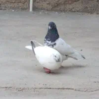 کبوتر|پرنده|شباب, |دیوار