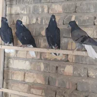 جوجه‌سیاه‌کاکلی‌دم‌سفید‌مهر