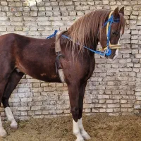 نریان عرب خالص ایرانی