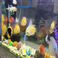 انواع ماهی دیسکس و دلقک ماهی