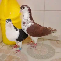 نرو ماده چپ ۵۰۰