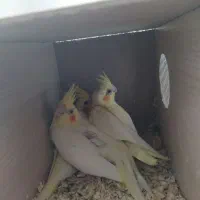 یک جفت جوجه لوتینو رنگ خاص|پرنده|بیرجند, |دیوار