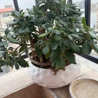 گل بنسای میخک هندی