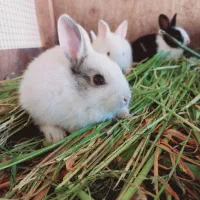 بچه خرگوش رودان