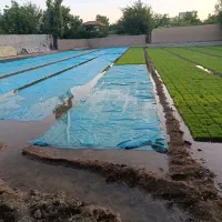 تولید و فروش نشا برنج سینی و سنتی