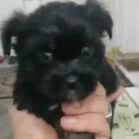 توله سگ نژاد شیتزو تریر