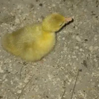 جوجه غاز|حیوانات مزرعه|چمران, |دیوار