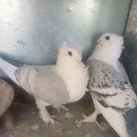 پرنده کفتر بلژیکی