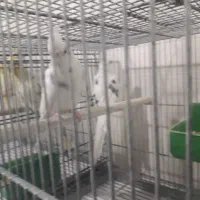 عروس پاریس|پرنده|رامشیر, |دیوار