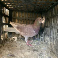 تعدادی کبوتر مسافتی