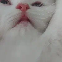 گربه پرشین ماده