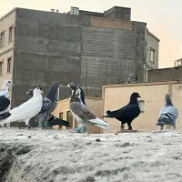 کفتر بوم زدو خوردی