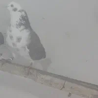 کبوتر فروشی|پرنده|پیرانشهر, |دیوار