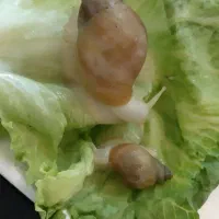 حلزون|خزنده|فولادشهر, C3|دیوار