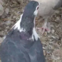 گمشده کفتر سیندق ماده|حیوانات|رفسنجان, |دیوار